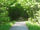 acloserlookatthetreecanopy_small.jpg