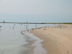 This is as crowded as the beach gets.